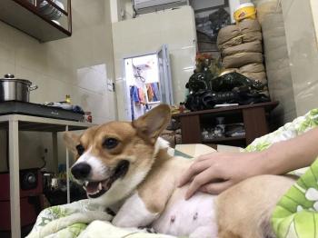 Tìm Chó lạc tại Hà Nội -  Chó Corgi Đực, màu Trắng - Vàng