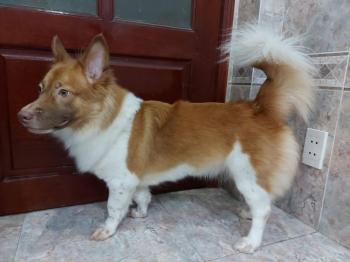 Tìm Chó lạc tại TP Hồ Chí Minh -  Chó Corgi Đực, màu Trắng - Vàng