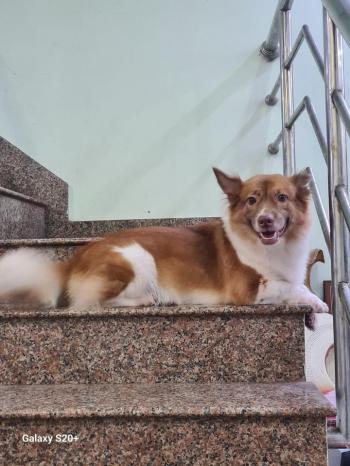 Tìm Chó lạc tại TP Hồ Chí Minh -  Chó Corgi Đực, màu Trắng - Vàng