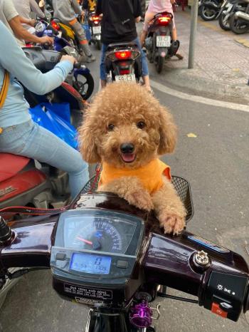 Tìm Chó lạc tại TP Hồ Chí Minh -  Chó Poodle Cái, màu Kem (Vàng mơ)