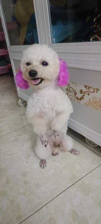 Tìm Chó lạc tại Cần Thơ -  Chó Poodle Đực, màu Trắng