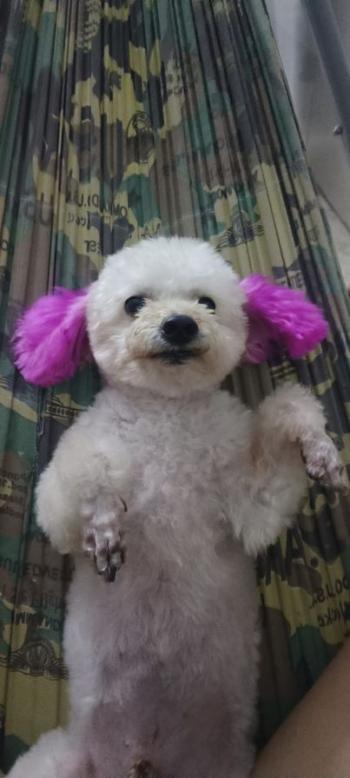 Tìm Chó lạc tại Cần Thơ -  Chó Poodle Đực, màu Trắng