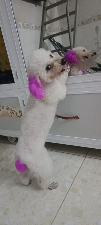 Tìm Chó lạc tại Cần Thơ -  Chó Poodle Đực, màu Trắng