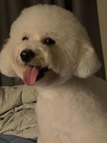 Tìm Chó lạc tại Nghệ An -  Chó Poodle Đực, màu Trắng