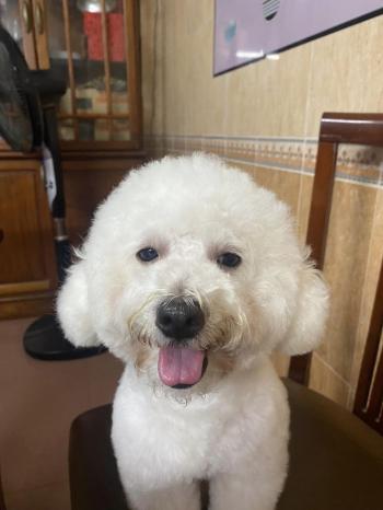 Tìm Chó lạc tại Nghệ An -  Chó Poodle Đực, màu Trắng