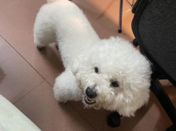 Tìm Chó lạc tại Nghệ An -  Chó Poodle Đực, màu Trắng