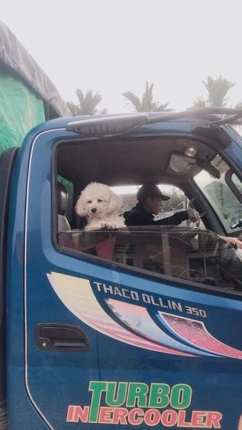 Tìm Chó lạc tại Hòa Bình -  Chó Poodle Đực, màu Trắng