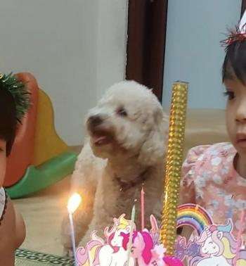 Tìm Chó lạc tại Hà Nội -  Chó Poodle Đực, màu Trắng