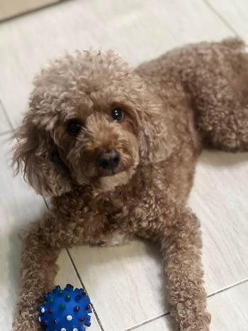 Tìm Chó lạc tại TP Hồ Chí Minh -  Chó Poodle Đực, màu Nâu đỏ