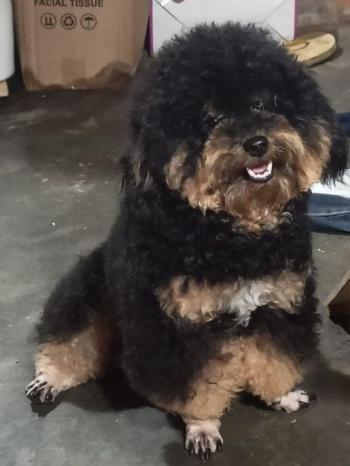 Tìm Chó lạc tại Bình Định -  Chó Poodle Đực, màu Đen