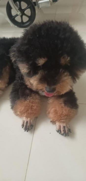 Tìm Chó lạc tại Bình Định -  Chó Poodle Đực, màu Đen