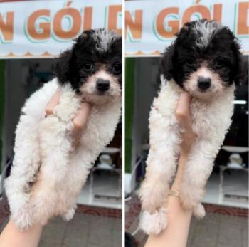 Tìm Chó lạc tại Cà Mau -  Chó Poodle Đực, màu Đen - Trắng (Bò sữa)