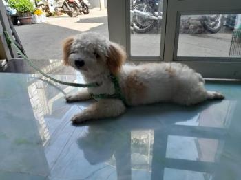 Phát hiện Chó lạc tại Bình Dương -  Chó Poodle Đực, màu Trắng