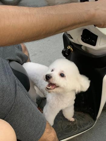 Tìm Chó lạc tại Hà Nội -  Chó Poodle Đực, màu Trắng