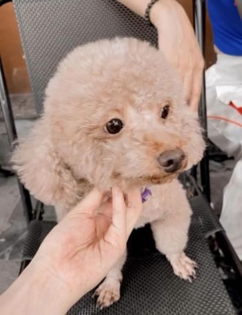 Tìm Chó lạc tại Hà Nội -  Chó Poodle Đực, màu Nâu đất