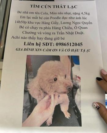 Tìm Chó lạc tại Hà Nội -  Chó Poodle Đực, màu Nâu đất