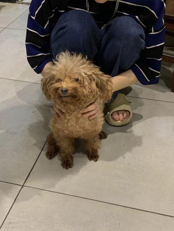 Tìm Chó lạc tại Hà Nội -  Chó Poodle Đực, màu Nâu đất