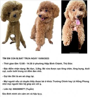 Tìm Chó lạc tại Hà Nội -  Chó Poodle Đực, màu Nâu đỏ