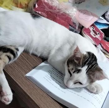 Tìm Mèo lạc tại TP Hồ Chí Minh -  Mèo Ta Đực, màu Đen - Trắng (Bò sữa)