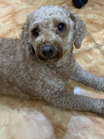 Tìm Chó lạc tại Hà Nội -  Chó Poodle Đực, màu Kem (Vàng mơ)