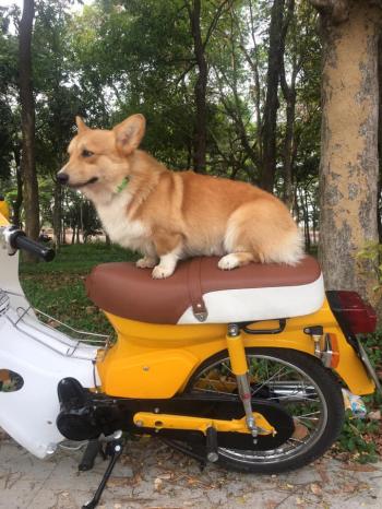 Tìm Chó lạc tại Lạng Sơn -  Chó Corgi Đực, màu Vàng