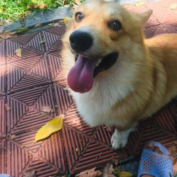 Tìm Chó lạc tại Lạng Sơn -  Chó Corgi Đực, màu Vàng