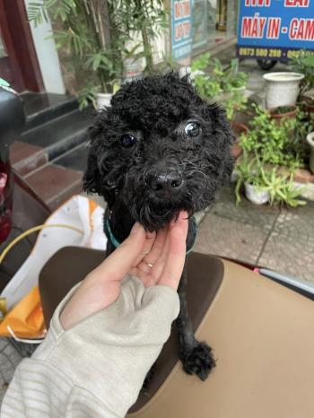 Phát hiện Chó lạc tại Bắc Ninh -  Chó Poodle Đực, màu Đen