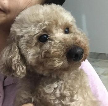 Tìm Chó lạc tại Hà Nội -  Chó Poodle Đực, màu Nâu đất