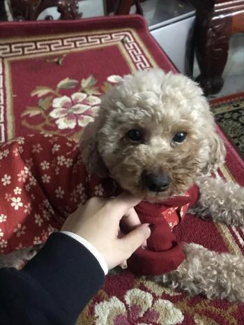 Tìm Chó lạc tại Hà Nội -  Chó Poodle Đực, màu Nâu đất