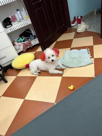 Tìm Chó lạc tại Hà Nội -  Chó Poodle Đực, màu Trắng