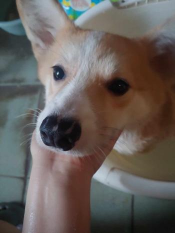 Tìm Chó lạc tại Hà Nội -  Chó Corgi Đực, màu Trắng - Vàng