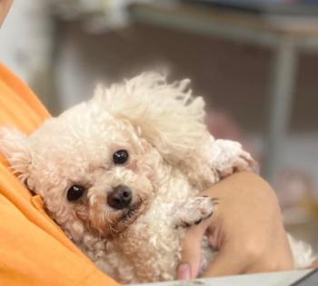 Tìm Chó lạc tại Hà Nội -  Chó Poodle Đực, màu Trắng