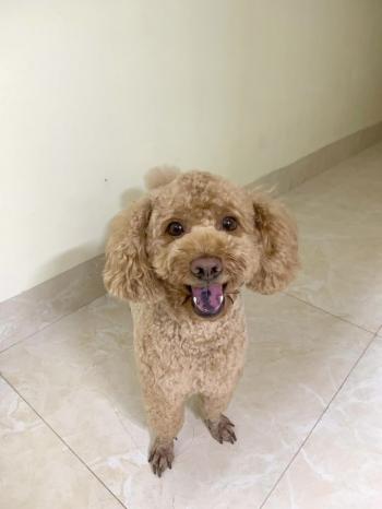 Tìm Chó lạc tại Hà Nội -  Chó Poodle Đực, màu Nâu đất