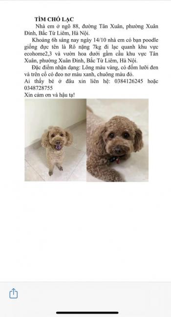 Tìm Chó lạc tại Hà Nội -  Chó Poodle Đực, màu Nâu đất