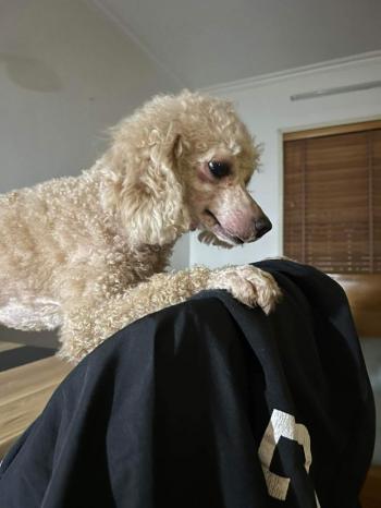 Tìm Chó lạc tại Hà Nội -  Chó Poodle Đực, màu Nâu đất