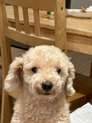 Tìm Chó lạc tại Hà Nội -  Chó Poodle Đực, màu Kem (Vàng mơ)