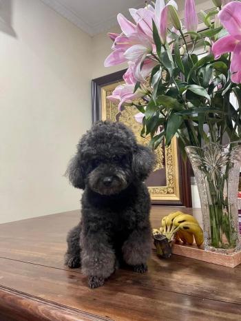 Tìm Chó lạc tại Vĩnh Phúc -  Chó Poodle Đực, màu Đen