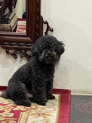 Tìm Chó lạc tại Vĩnh Phúc -  Chó Poodle Đực, màu Đen