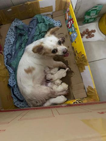 Tìm Chó lạc tại TP Hồ Chí Minh -  Chó Cái, màu Trắng