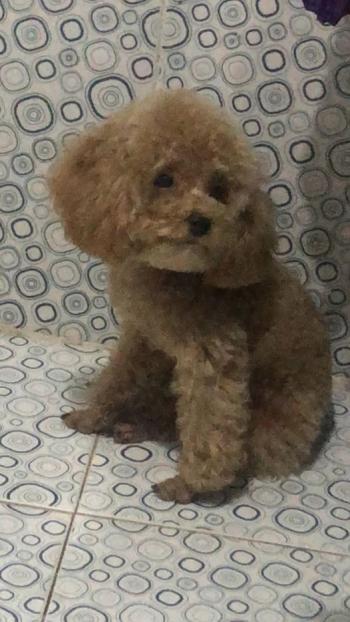 Tìm Chó lạc tại Hà Tĩnh -  Chó Poodle Đực, màu Nâu đỏ