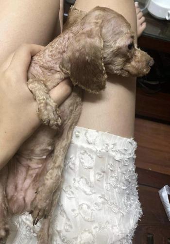 Tìm Chó lạc tại Hà Tĩnh -  Chó Poodle Đực, màu Nâu đỏ