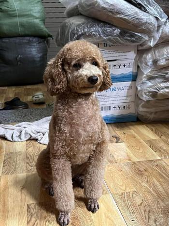 Tìm Chó lạc tại Bắc Ninh -  Chó Poodle Đực, màu Nâu đỏ