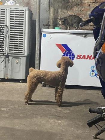 Tìm Chó lạc tại Bắc Ninh -  Chó Poodle Đực, màu Nâu đỏ