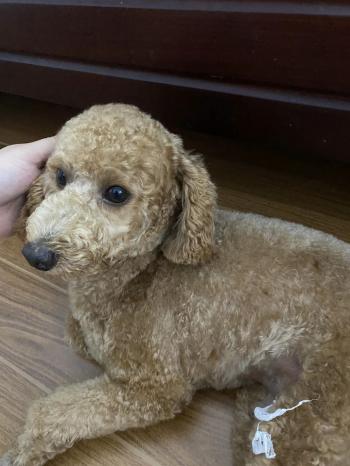 Tìm Chó lạc tại Bắc Ninh -  Chó Poodle Đực, màu Nâu đỏ