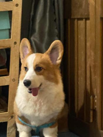 Tìm Chó lạc tại TP Hồ Chí Minh -  Chó Corgi Đực, màu Trắng - Vàng