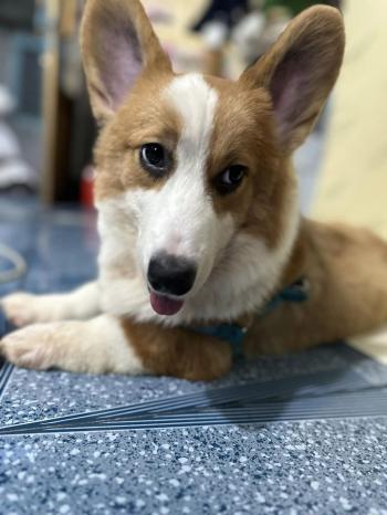 Tìm Chó lạc tại TP Hồ Chí Minh -  Chó Corgi Đực, màu Trắng - Vàng