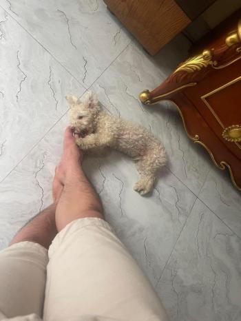 Tìm Chó lạc tại Hà Nội -  Chó Poodle Đực, màu Trắng