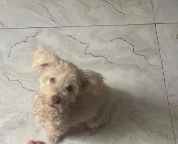 Tìm Chó lạc tại Hà Nội -  Chó Poodle Đực, màu Trắng