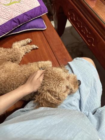 Tìm Chó lạc tại TP Hồ Chí Minh -  Chó Poodle Đực, màu Nâu đất