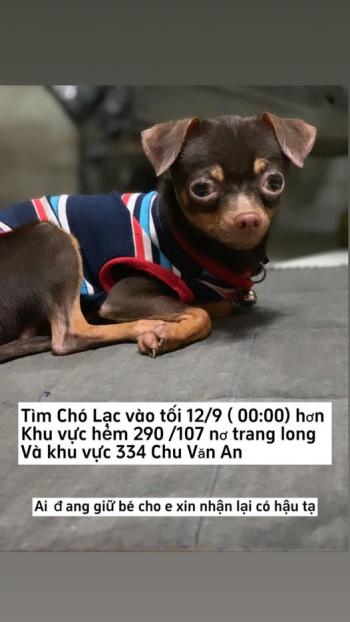 Tìm Chó lạc tại TP Hồ Chí Minh